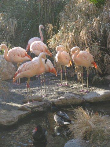Flamingos